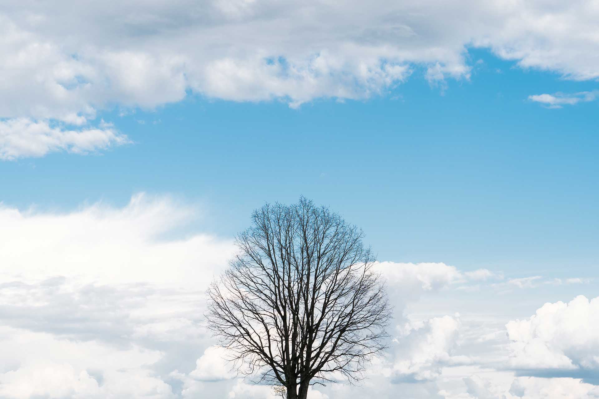 Lonely Tree without Leaves Nature
