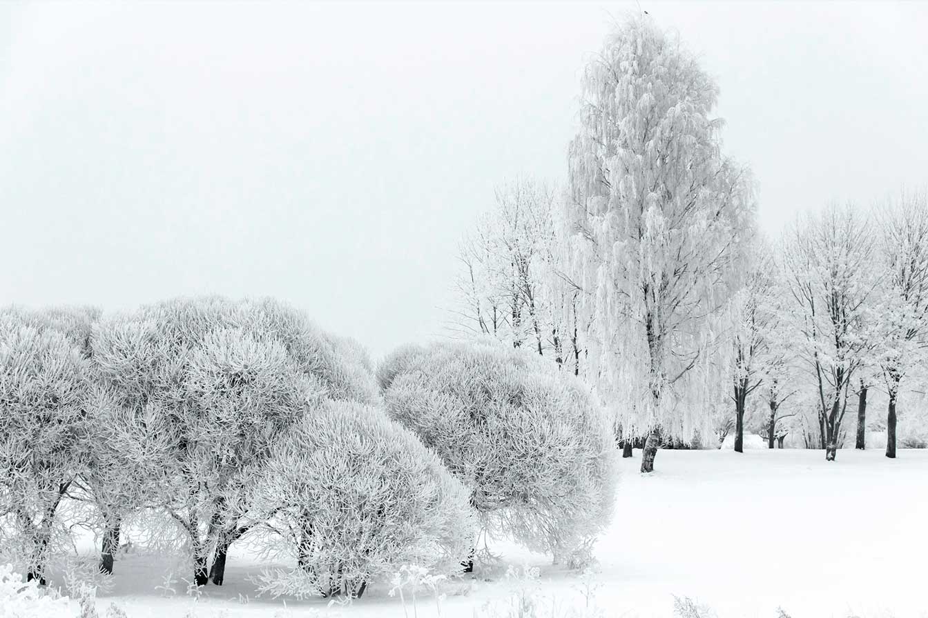Nature of Winter & Trees Covered